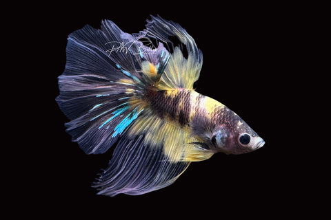 Yellow Koi Halfmoon Male Betta | M2499