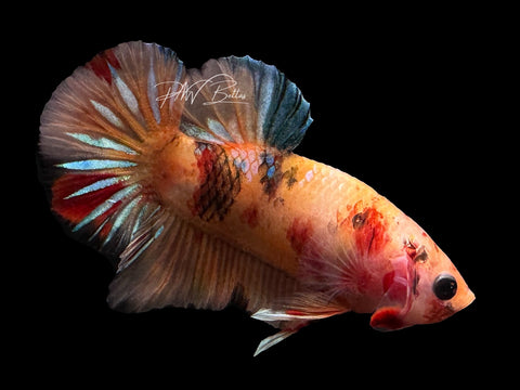 USA Bred | Nemo HMPK Male Betta | L02