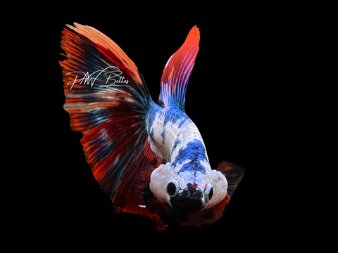 Marble Delta Male Betta | M2258