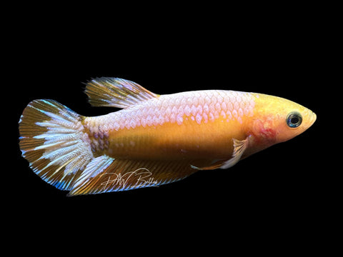 Yellow Fancy HMPK Female Betta | F1566