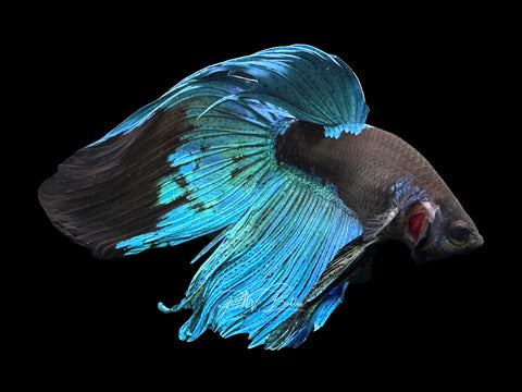 Blacklight VT Male Betta | M2284