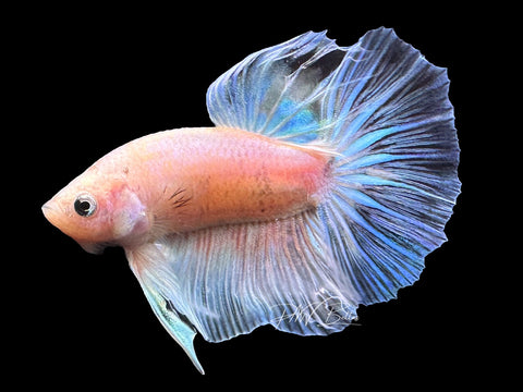 USA Bred |Iridescent LF Male Betta | L03