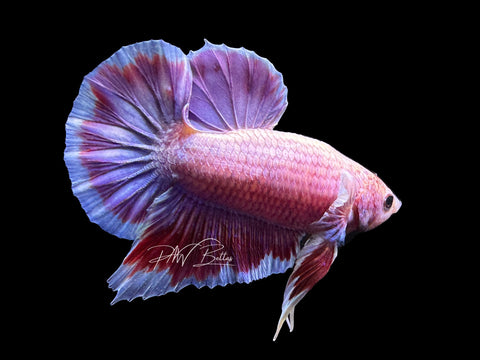 USA Bred | Salamander HMPk Male Betta | L13