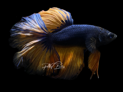 Mustard HM Male Betta | M2259