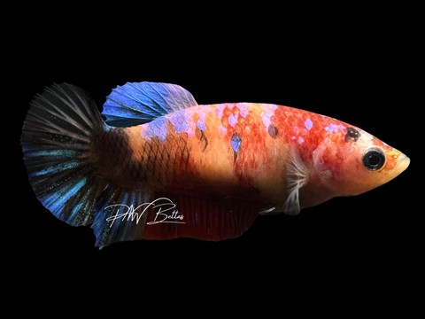 Marble HMPK Female Betta | F1617a