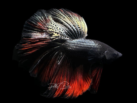 Red Copper Halfmoon Male Betta | M2216