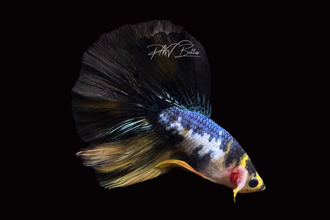 Yellow Koi Halfmoon Male Betta | M2497