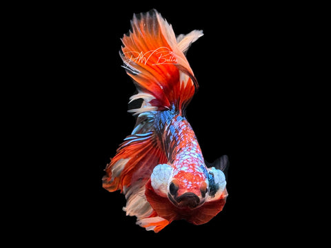 Marble HM Male Betta | M2291