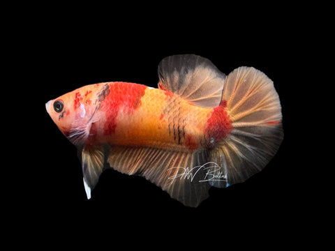 USA Bred | Nemo Koi HMPK Male Betta | L08