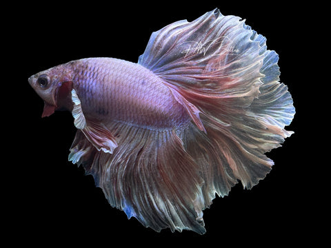 Lavander HM Male Betta | M2328