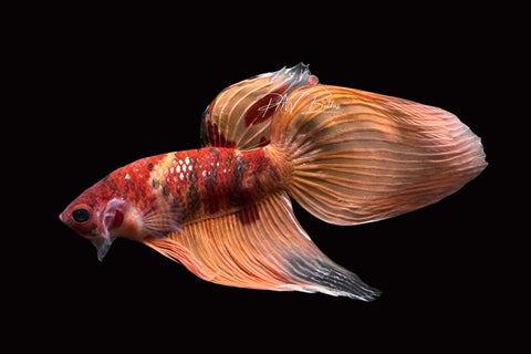 Marble Veiltail Male Betta | M2508