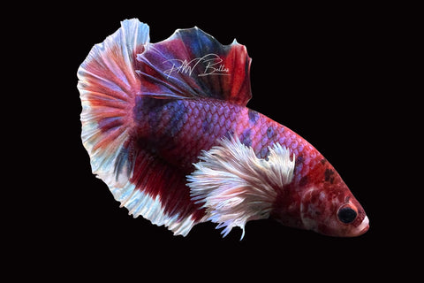 Candy Dumbo HMPK Male Betta | M2503