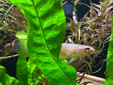 Wild Betta Antuta | USA Bred | F1