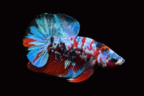 Red Galaxy HMPK Male Betta | M2487