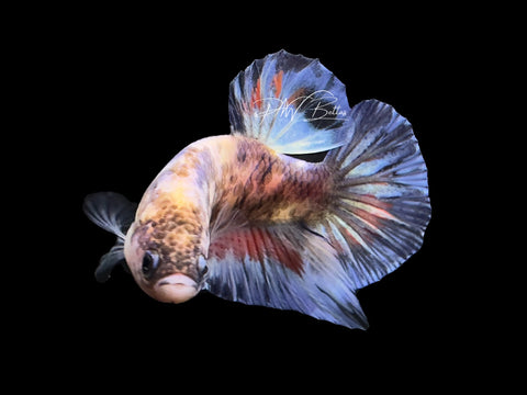 USA Bred | Marble HMPk Male Betta | L11