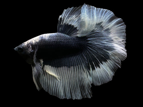 Steel Blue Butterfly Halfmoon Male Betta | M2390