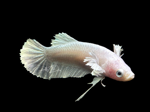 Platinum Dumbo HMPK Female Betta | F1582