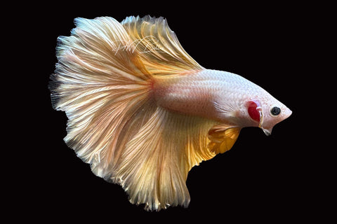 Gold Halfmoon Male Betta | M2509