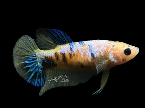 Yellow Koi HMPK Female Betta | F1584