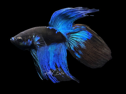 Blacklight VT Male Betta | M2283