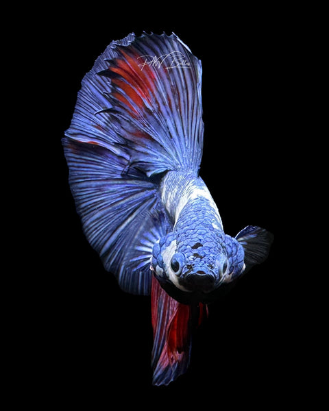 Marble Halfmoon Male Betta | M2205