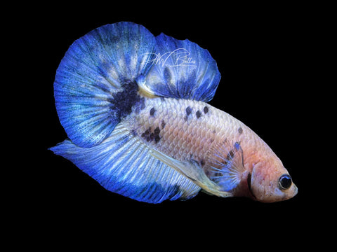 Blue Marble HMPK Male Betta | M2279