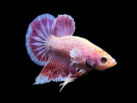 USA Bred | Salamander HMPk Male Betta | L13