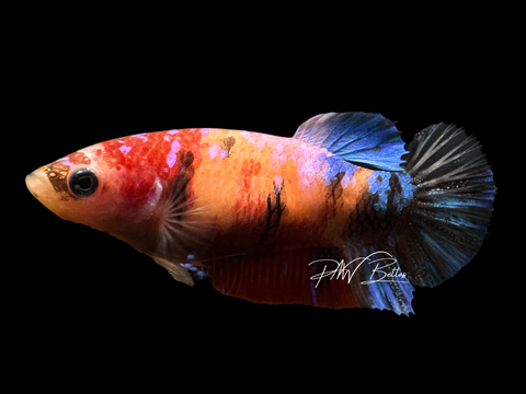 Marble HMPK Female Betta | F1617a