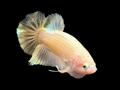 Gold HMPK Male Betta | M2129