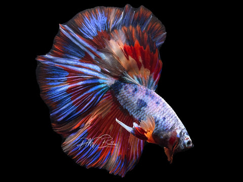 Marble HM Male Betta | M2269