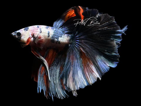 Steel Blue Marble HM Betta | XL Tail | M2260