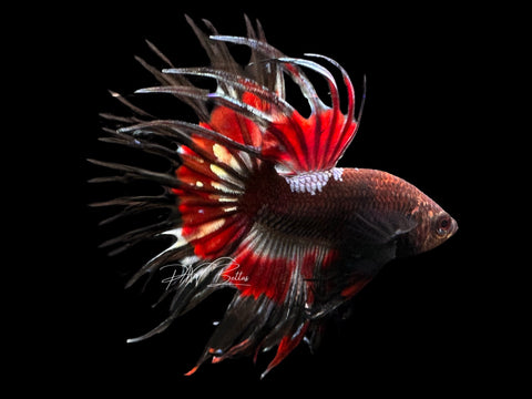 Copper Marble CT Male Betta | M2286