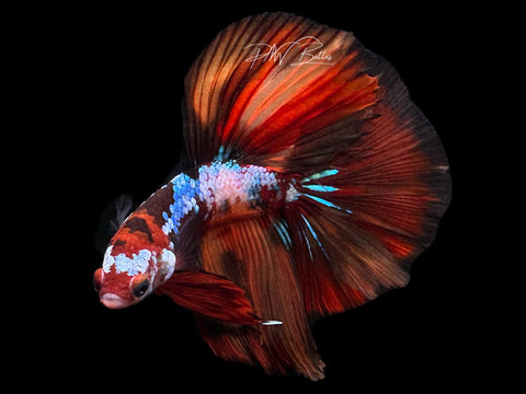 Koi HM Male Betta | M2277