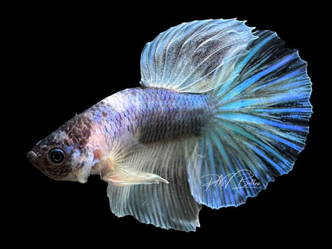 USA Bred | Blue Marble LF Male Betta | L18