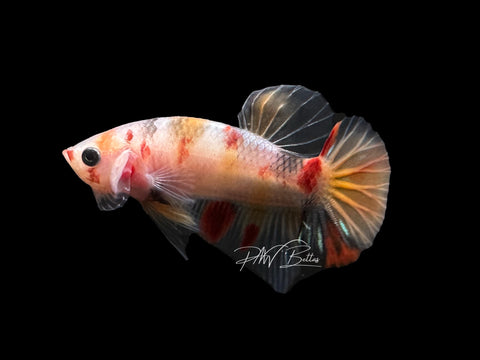 USA Bred | Koi HMPK Male Betta | L06