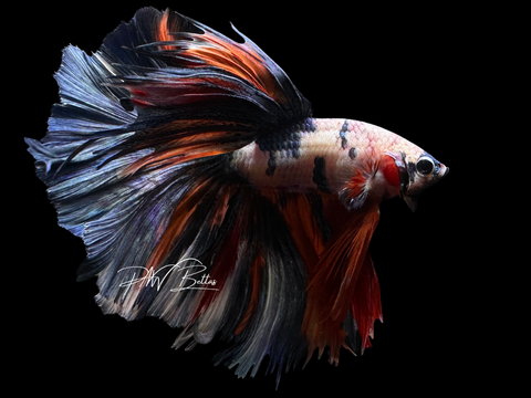 Steel Blue Marble HM Betta | XL Tail | M2260