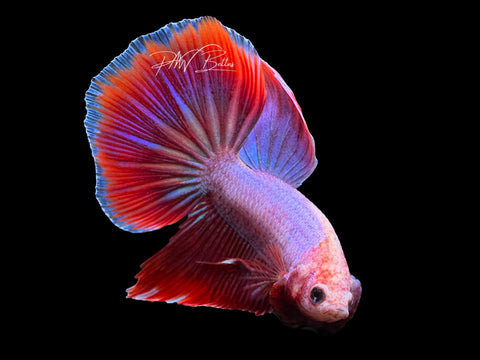 USA Bred | Fancy Delta Male Betta | L24