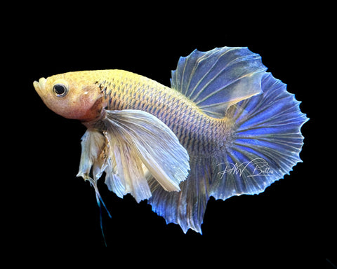 Pineapple Dumbo HMPK Male Betta | M2187