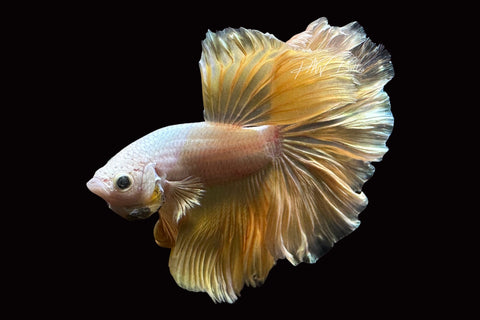 Gold Halfmoon Male Betta | M2509