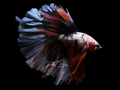 Steel Blue Marble HM Betta | XL Tail | M2260