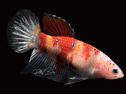 Marble Veiltail Female Betta | F1652