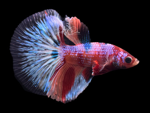 Candy HM Male Betta | M2225