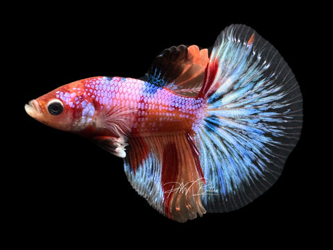 Candy HM Male Betta | M2225