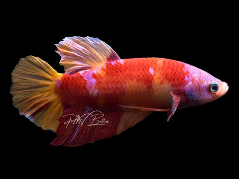 XL Nemo HMPK Male Betta | M2386