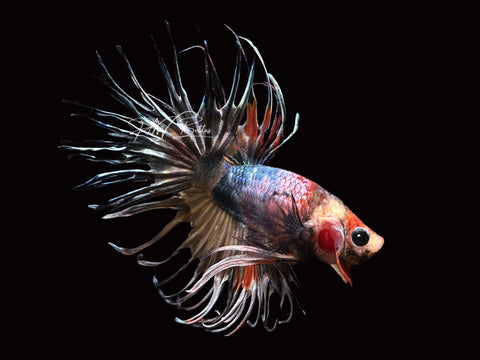 Marble Copper Crowntail Male Betta | M2465