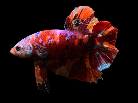 XL Candy HMPK Male Betta | M2298