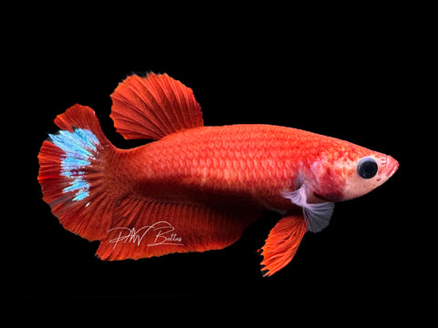 Hellgirl HMPK Female Betta | F1569