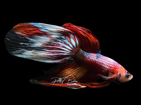 Candy VT Male Betta | M2262