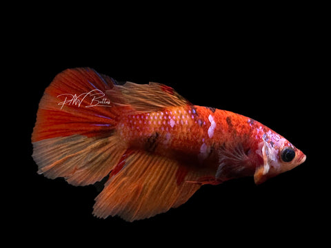 Candy HM Female Betta | F1597