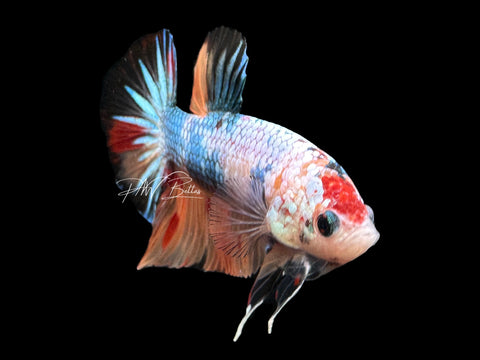 USA Bred | Koi HMPK Male Betta | L33